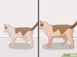 Unless your cat is overweight, you should have no trouble noticing when she looks fuller in the belly than normal. How To Identify Worms In A Cat 14 Steps With Pictures Wikihow