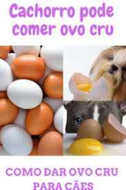 cachorro pode comer ovo cru dicas