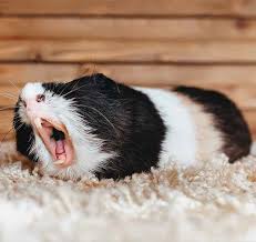 What S The Best Bedding For Guinea Pigs