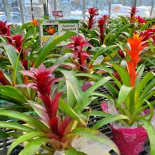 how to grow and care for bromeliad plants
