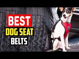 Top 5 Best Dog Seat Belts Reviews In
