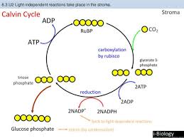 Bioknowledgy 8 3 Photosynthesis Ahl