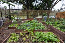 Vegetable Garden Free Stock Cc0 Photo