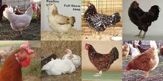 Each backyard chicken breed possesses one or more of the above characteristics and is popular if you're raising backyard chickens for their eggs, few breeds do better than the white leghorn. 4 Types Of Backyard Chickens S Breed Egg Laying Breeds Meat Production Breeds Dual Purpose Breeds Co Chickens Backyard Chickens Backyard Breeds Chicken Breeds