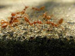 get rid of fire ants in your yard