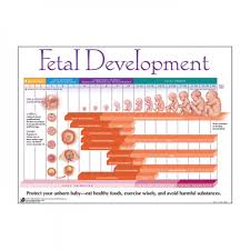 Foetal Development Laminated Chart