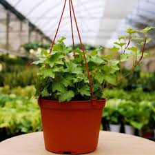 Green English Ivy Hanging Basket Live Plant In A 4 Inch Hanging Pot Hedera Helix Beautiful Easy Care Indoor Air Purifying Houseplant Vine