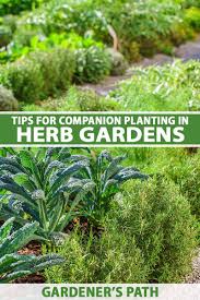 companion planting in your herb garden