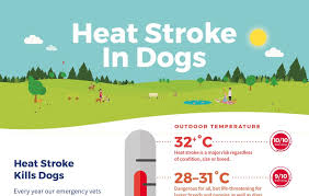 Dog Hot Weather When Is It Too Hot To Walk A Dog Vets Now