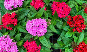 7 Best Perennial Flowers For Florida