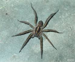 Wolf Spider Bite Identification And Treatment Guide