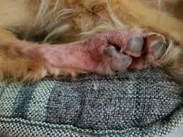 causes treatment of red paws in dogs