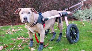 Make sure you purchase the correct chair for the relevant support required. How To Make A Diy Dog Wheelchair 5 Best Designs