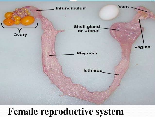 PROCESS OF EGG FORMATION IN POULTRY