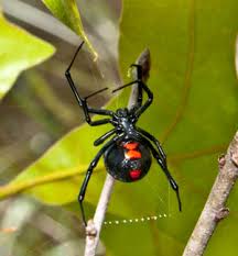 A black widow spider getty images. Black Widow Spider Bites In Cats