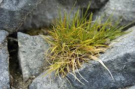 Deschampsia antarctica - Wikipedia