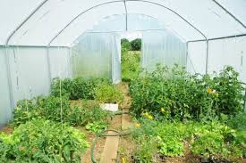 Que planter sous une serre tunnel ? - Blog Jardin Couvert - Conseils  jardinage et serres