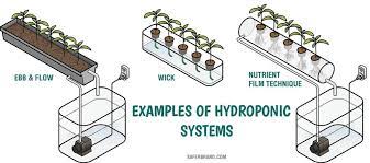hydroponics 101 what you need to start