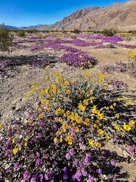 desert wildflowers 2023 anza borrego