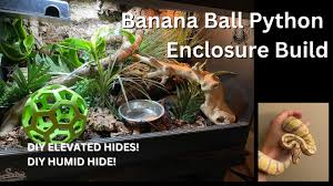 banana ball python enclosure build