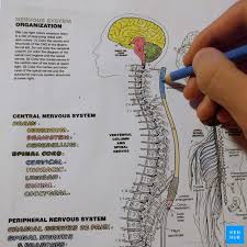 Bundle essentials of anatomy and physiology for. Anatomy Coloring Books How To Use Free Pdf Kenhub