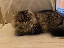 Before you look to adopt from a maine coon cat breeder, it's important that you understand what the best products are for your (potential) new arrival. What S It Like Having A Maine Coon Cat As A Pet Quora