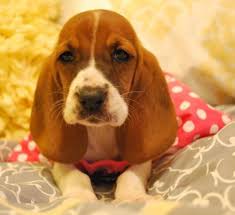They are always friendly without an indication of sharpness or viciousness. Basset Hound Puppies Beautiful For Sale In San Diego California Classified Americanlisted Com