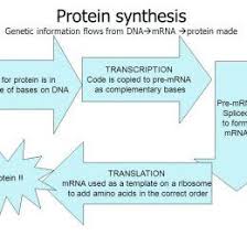 Protein Synthesis Worksheet Briefencounters