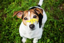 facts about your dog s sense of smell