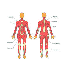 Illustration Of Human Muscles The Female Body Gym Training