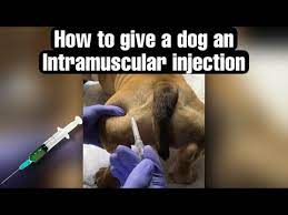 a dog an intramuscular injection