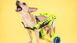 customizable pet wheelchair