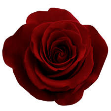 red rose png image free picture