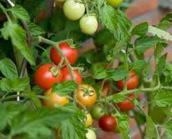 Watering improperly the most common reason why your tomato plants are wilting is due to either a lack of water or an abundance of water. Growing Tomatoes In A Greenhouse Greenhouse Stores