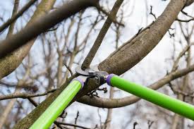 how to prune an apple tree in 7 simple