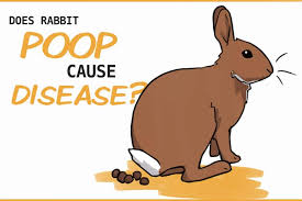 is rabbit harmful to people dogs