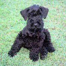 Kerry blue terrier dogs adopted on rescue me! Olizure Kerry Blue Terriers Kerry Blue Terrier Dog Names Hypoallergenic Dog Breed