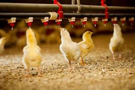 Water Consumption Rates Levels For Layers Broilers
