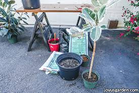 How To Repot Rubber Plants Ficus Elastica