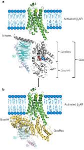 conformational changes in the g protein