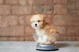 puppy weight estimates and growth