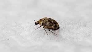 here s where carpet beetles go and live