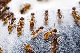 dealing with fire ants dos and don ts