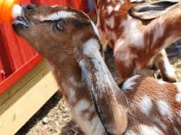 best guide for raising orphan goats easily