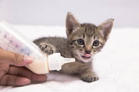 how to bottle feed a kitten vet