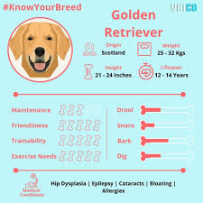 your breed golden retriever vetco