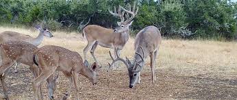 bandera tx tx hill country deer hunts