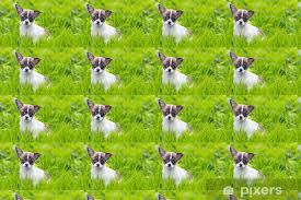 wallpaper puppy chihuahua pixers uk