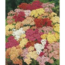 See your favorite plant perennials and perennials plants discounted & on sale. 1 Quart In Pot Yarrow L7030 In The Perennials Department At Lowes Com