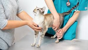 Also this stage can be caused by some infection and the worst thing that can happen to your cat is cancer. Worms In Cats And De Worming Treatment Purina